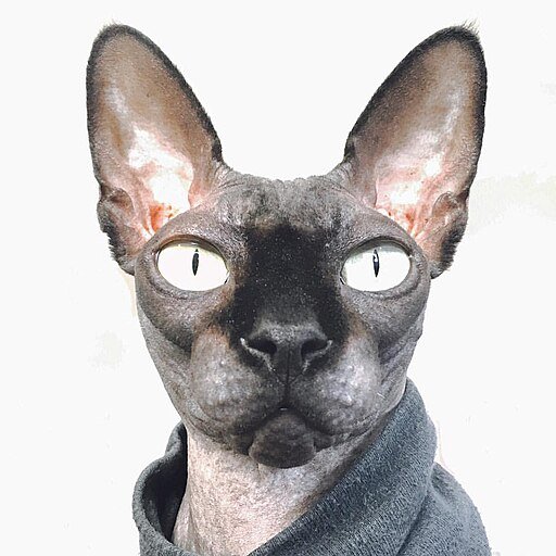 Black Sphynx Cat in a Sweater