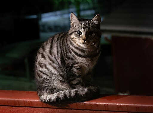 Tabby Cat at Night