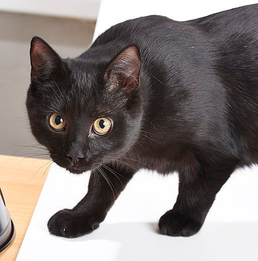 Black Cat