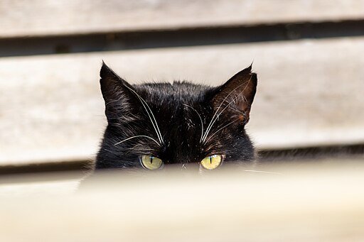 Black Cat