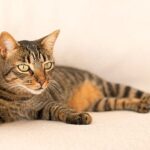 Black mackerel tabby cat
