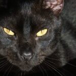 Black Domestic Male Cat