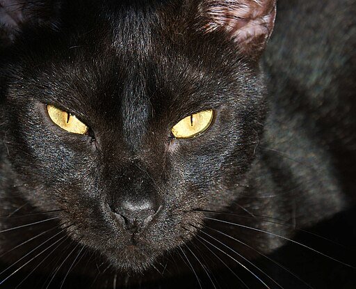 Black Domestic Male Cat