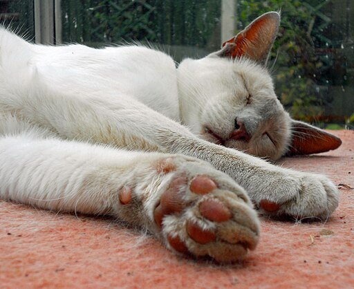 Cat Sleeping