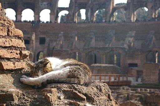 Cat sleeping Colosseum Rome byDebseye