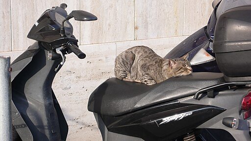 Cat Sleeping on a Motorcycle
