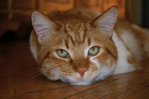 Tabby Cat