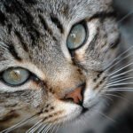 Cat Close-up