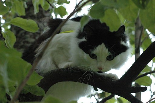 Cat in a Tree