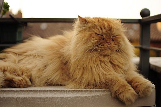 Cat on a Balcony