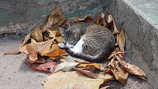 Cat Sleeping on the Leaves