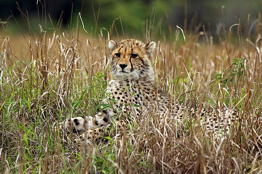 Cheetah Cub