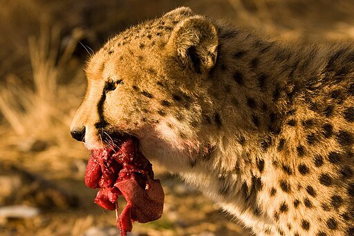 Cheetah Eating