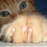 Cat claws