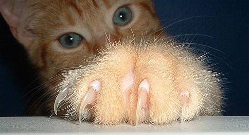 Cat claws