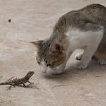 Curious Cat Starring at a Lizard