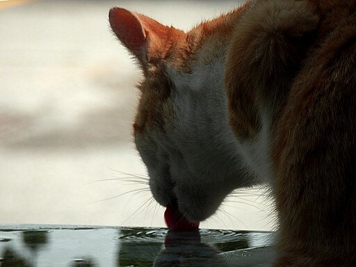Domestic Cat Drinking Water