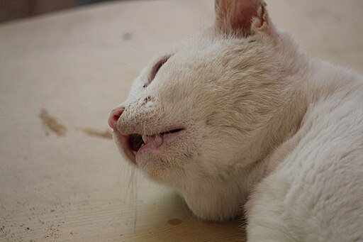 Felis catus- whiskers of a Domestic Cat from Kerala