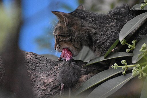 Feral Cat PM