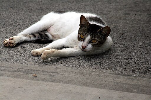 Feral Cat