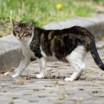 Feral cat Pere-Lachaise 20240722