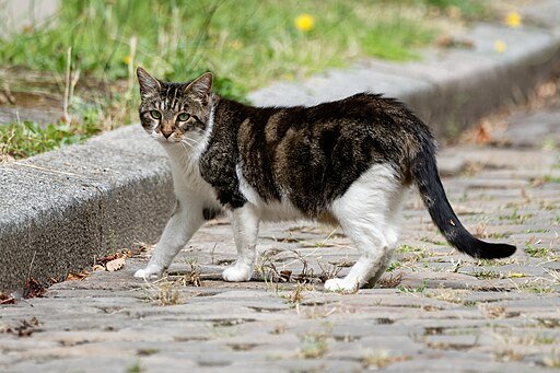 Feral cat Pere-Lachaise 20240722