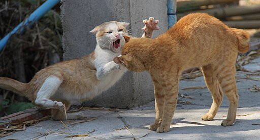 Fighting cat