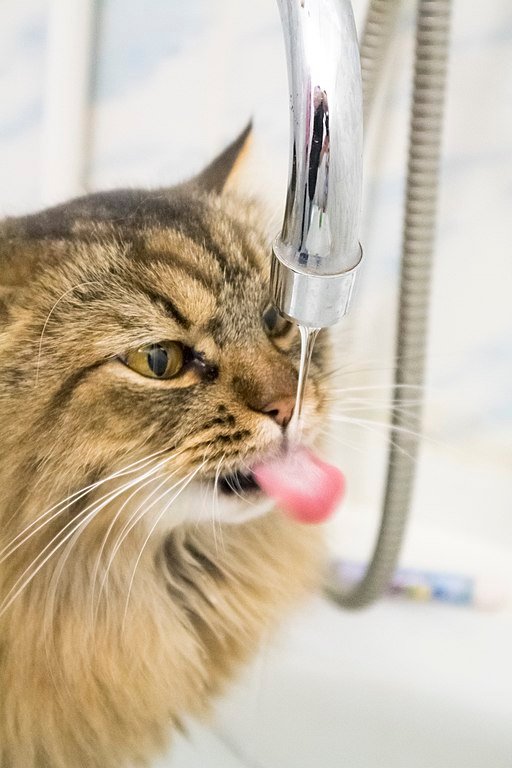 Fresh Water for the Cat