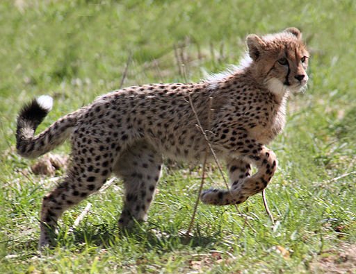 Cheetah Cub