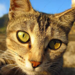 Hauskatze in Abendsonne