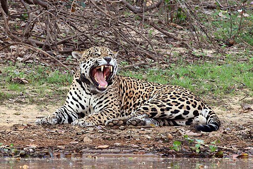 Collared male jaguar yawning