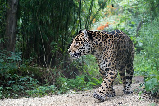 Jaguar