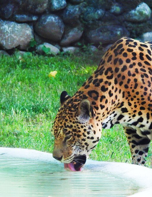 Jaguar Drinking Water