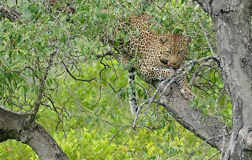 Leopard in a Tree