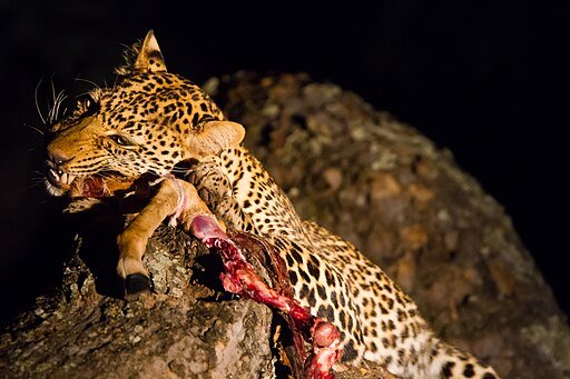 Leopard, South Luangwa National Park