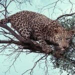 Leopard in a Tree