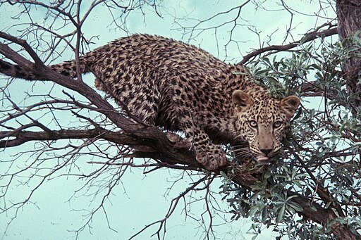 Leopard in a Tree