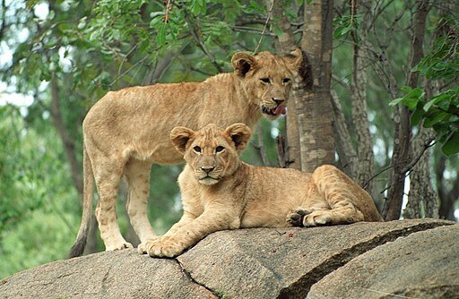 Lion cubs
