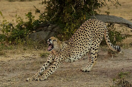 Cheetah Stretching