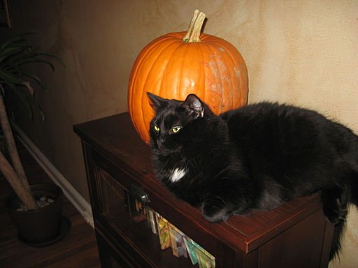 Mocha Siberian Cat