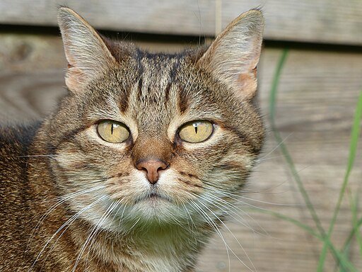 Brown Tabby Female Cat