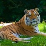 Panthera tigris -Banham Zoo, Norfolk, England