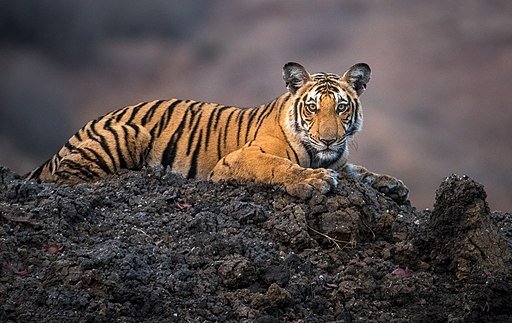 Panthera tigris, 2017