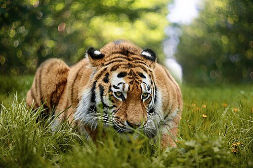 Panthera tigris altaica, Duisburg