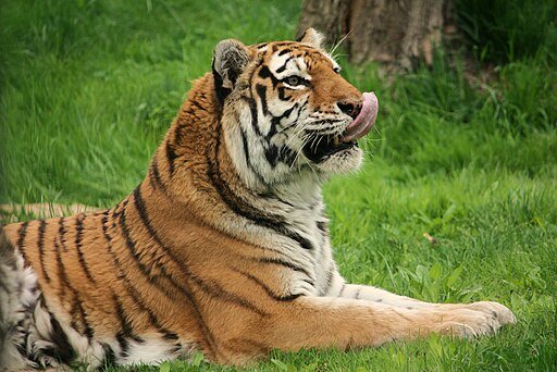 Tiger licking its chops after feeding.