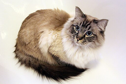 Ragdoll Cat