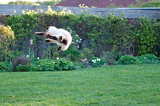 Ragdoll Cat Leaps Into The Air With Dead Mouse