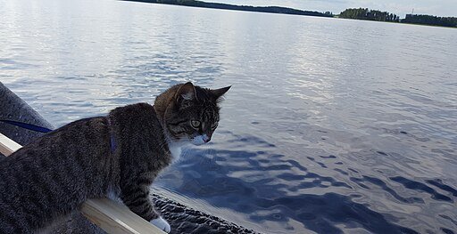 Sailor Cat