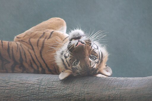 Bengal Tiger
