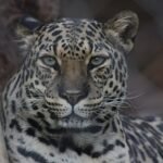 Secret Garden Leopard